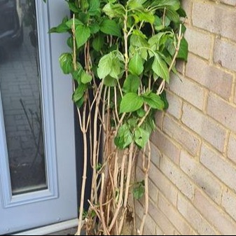 Hydrangea plants from a garden propped up next to a front door. The leaves are green and the roots are long