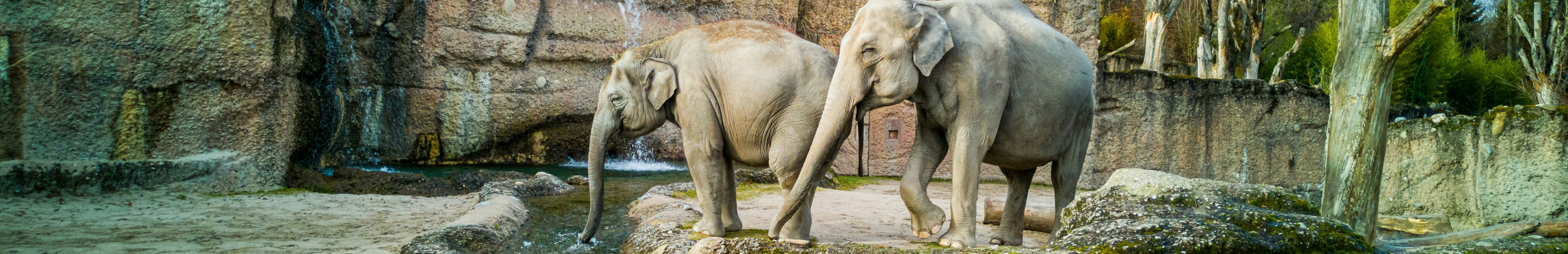 Eléphants dans un zoo.