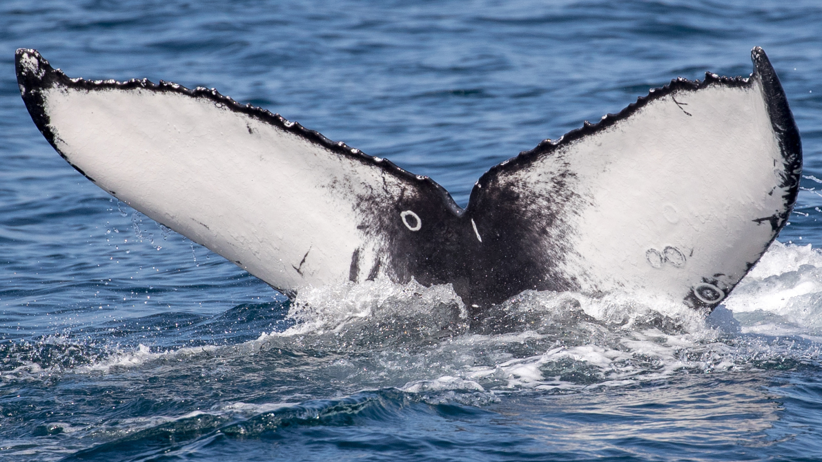 Humpback Whale Oscar