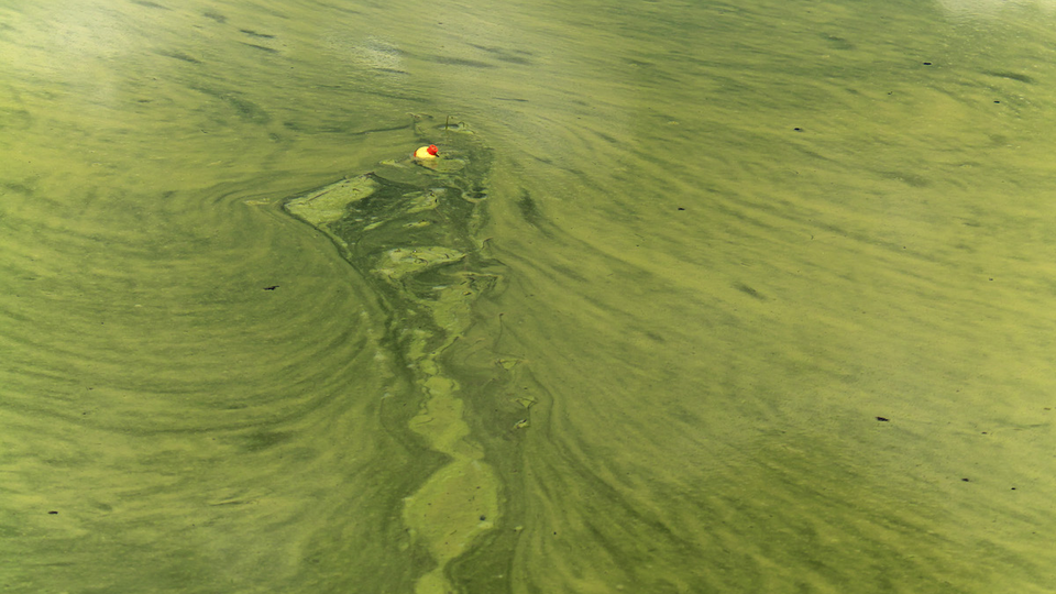 Fishing bobber in the middle of algae blooms 