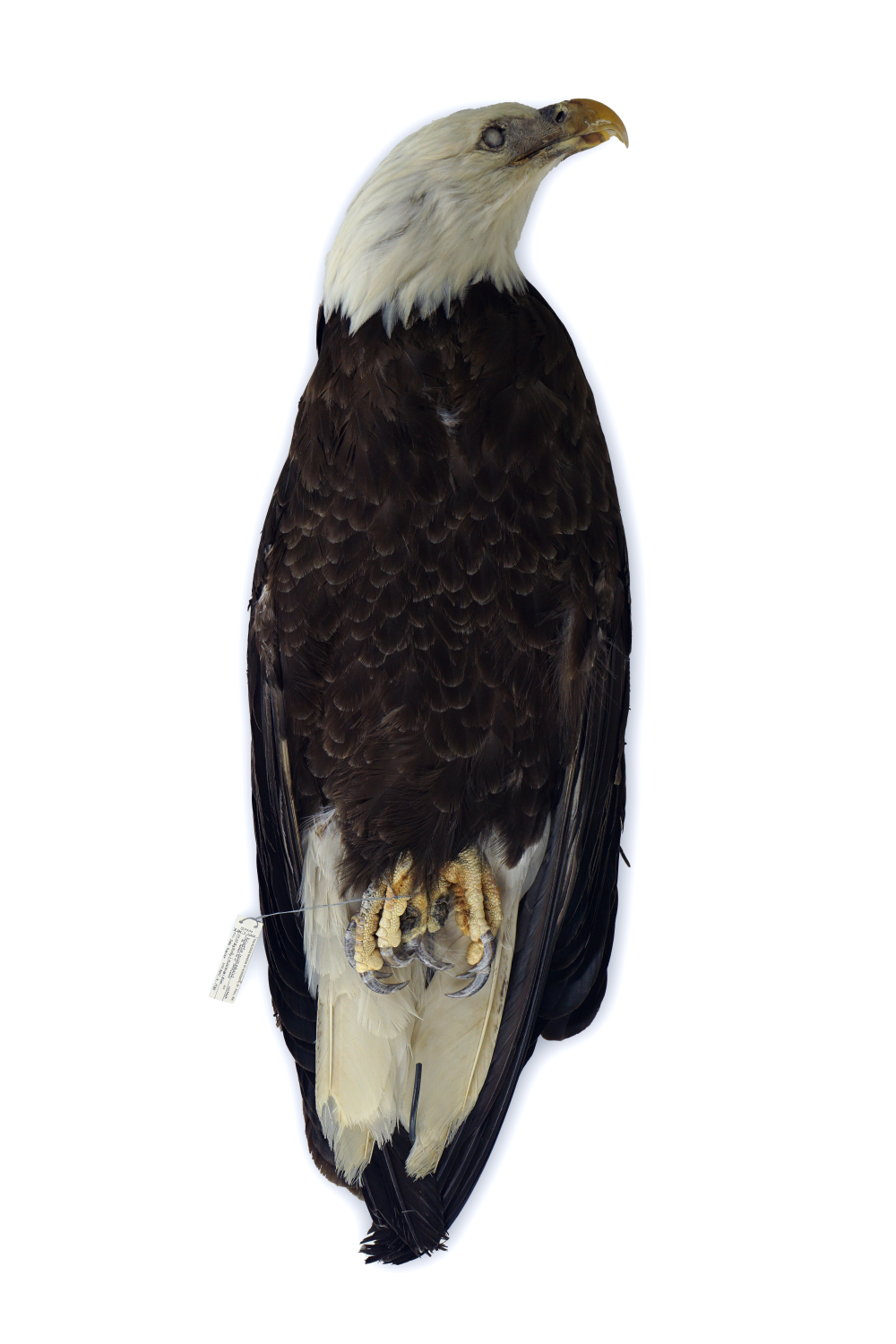 Study skin bald eagle on a white background