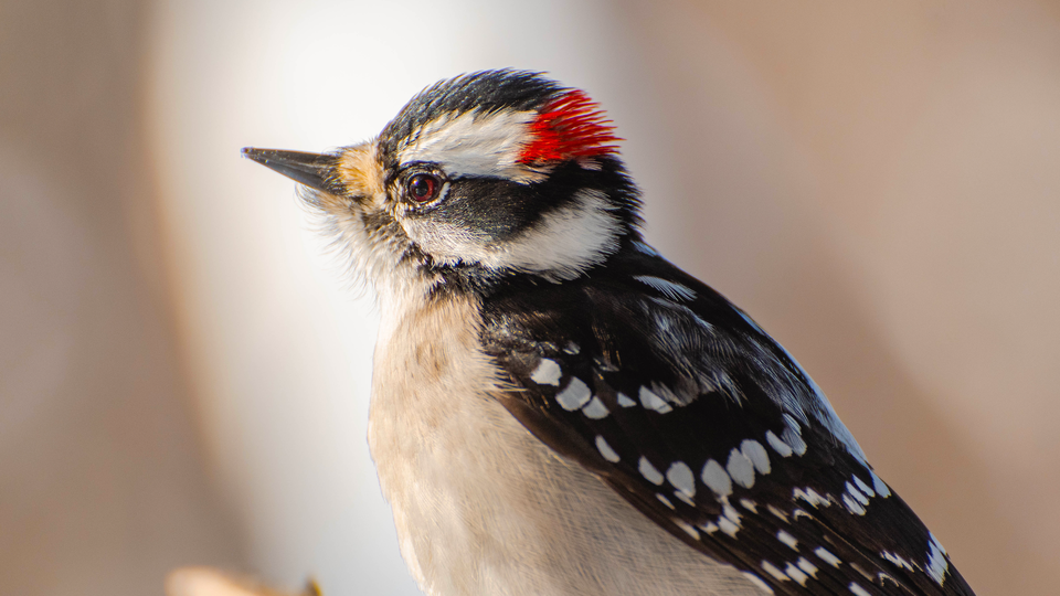 Close up shot of a woodpecker 