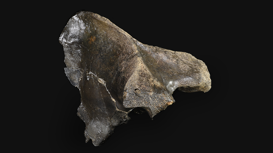 Homotherium serum (Scimitar-Toothed Cat) fossil. Image courtesy of  Illinois State Museum, Illinois Legacy Collection
