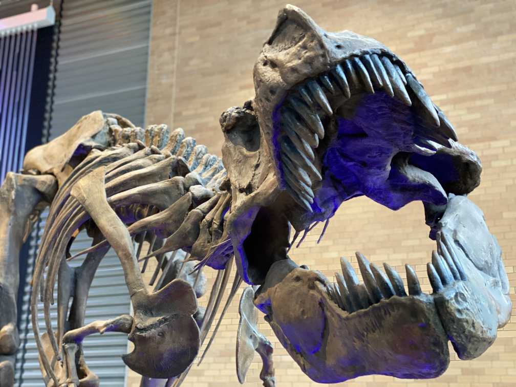 Tyrannosaurus rex fossil cast skull with teeth