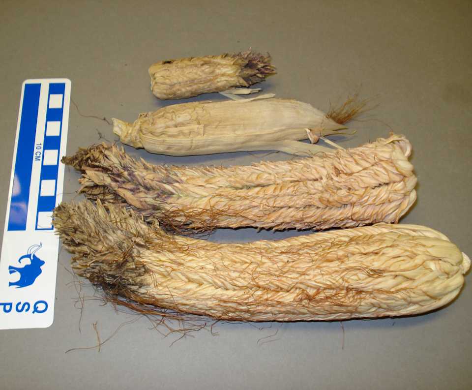 collections/objects/corn-cob-a2007-6-11d