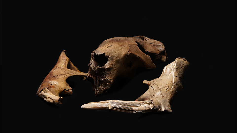 Castoroides Ohioensis (Giant Beaver) skull fragments