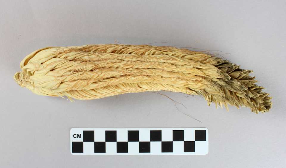 collections/objects/corn-cob-a2007-6-11a