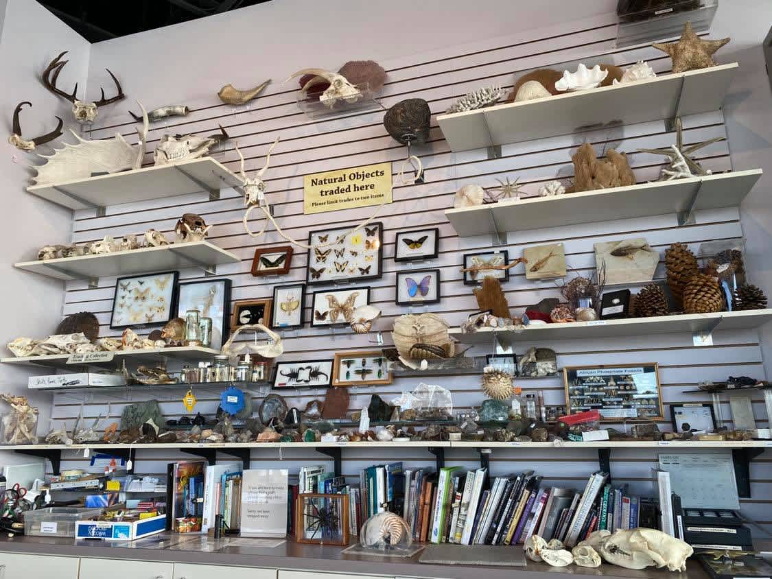 asset Collectors' Corner at the Science Museum, shelves full of natural found objects like bones, butterflies, and more