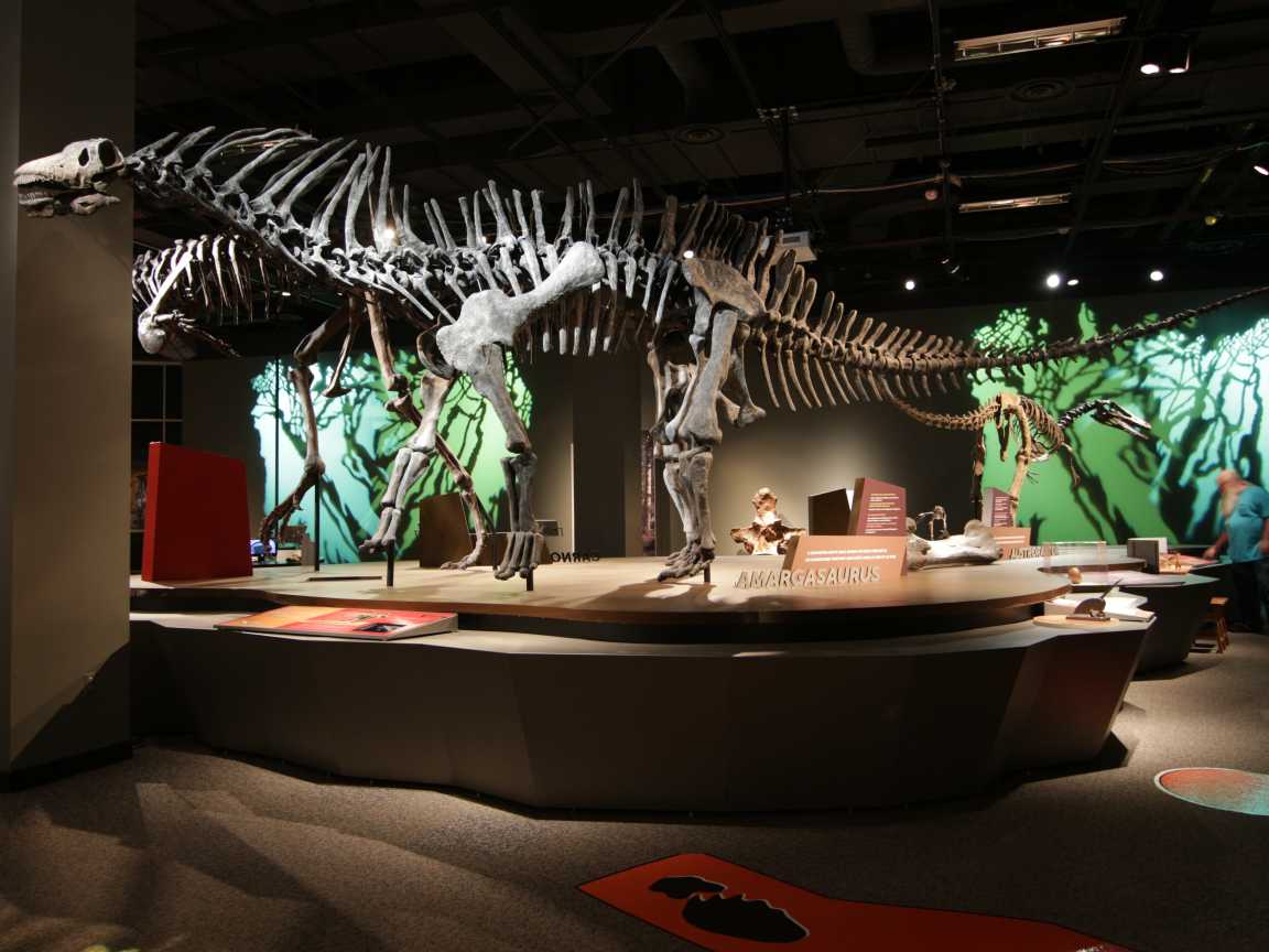 Fossil of Amargasaurus in Ultimate Dinosaurs exhibit