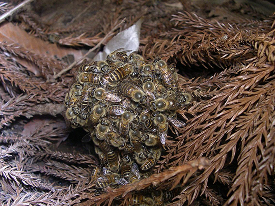 A swarm of murder hornets