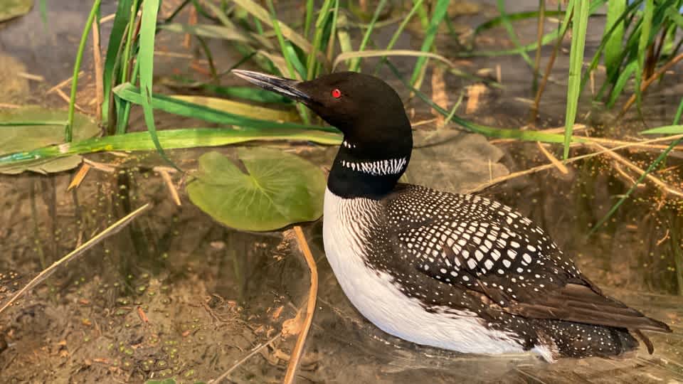 Image of taxidermied Loon in Mississippi River Gallery