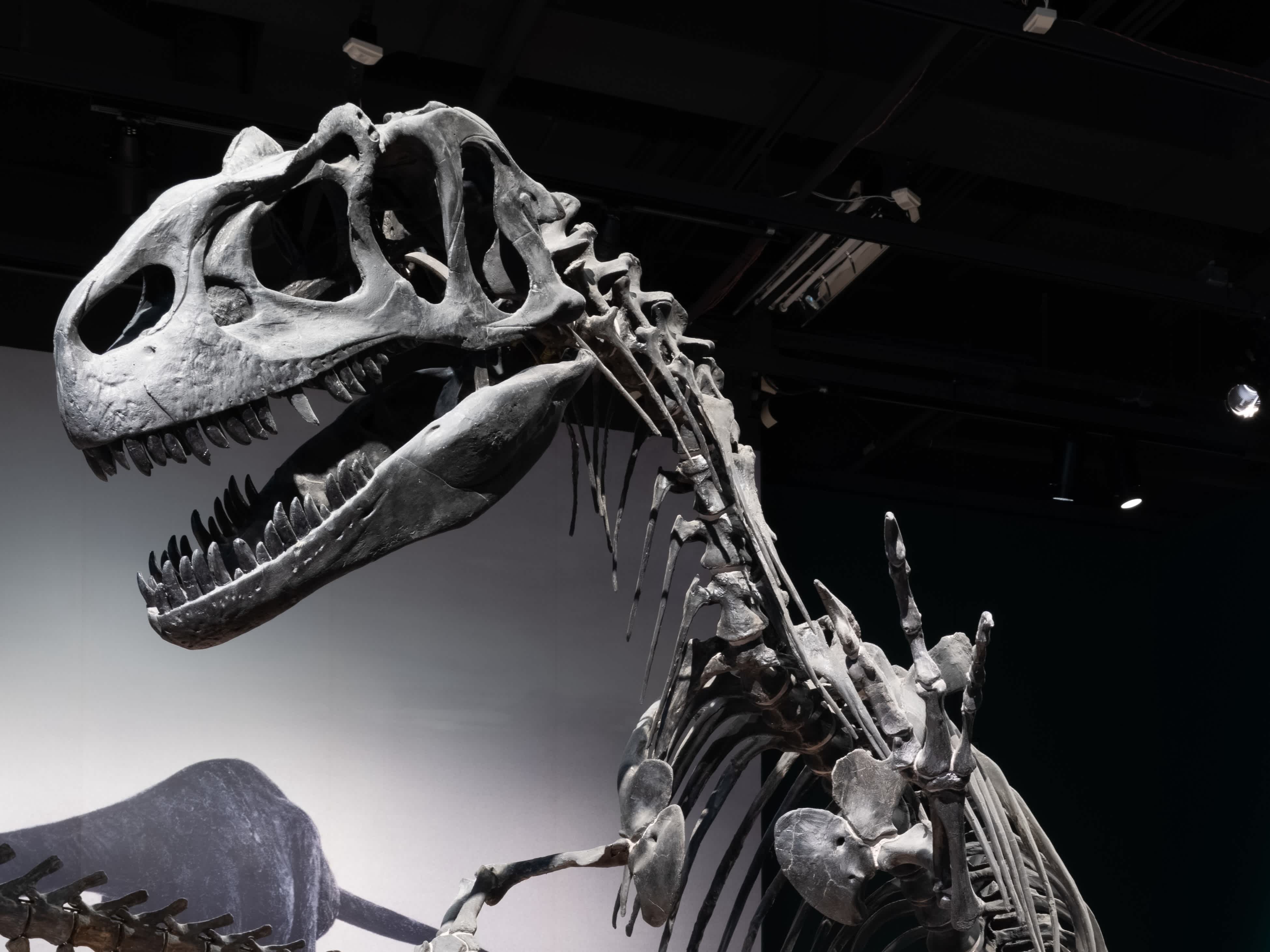 Fossil of Allosaurus Dinosaur 
