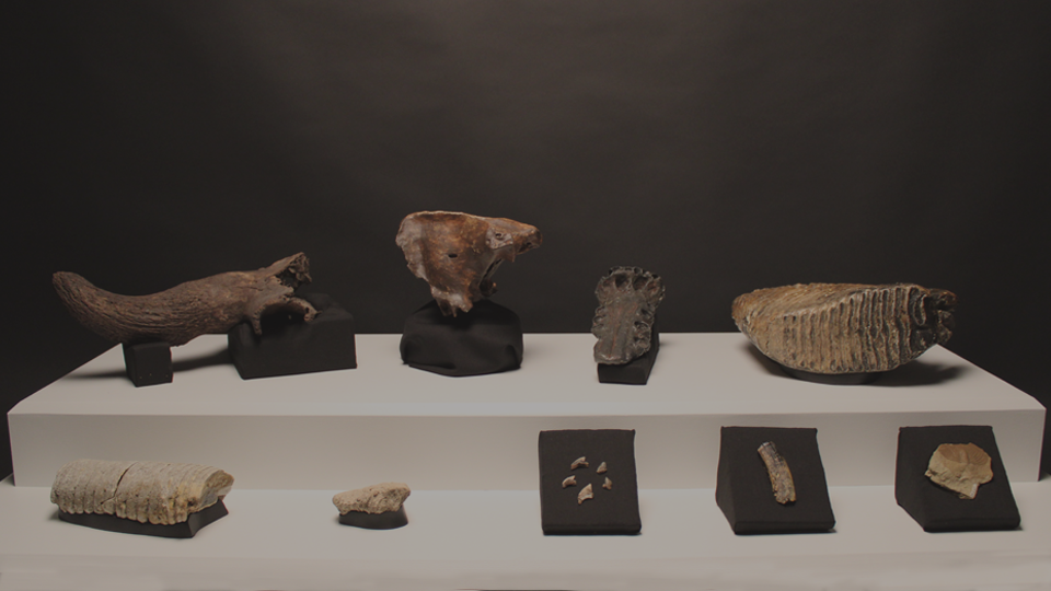 Nine fossils from Minnesota on display