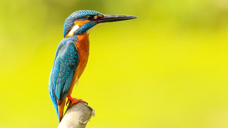 A blue and orange bird with a long beak.