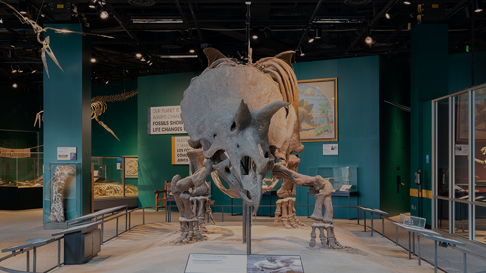 A Triceratops skeleton on display. 