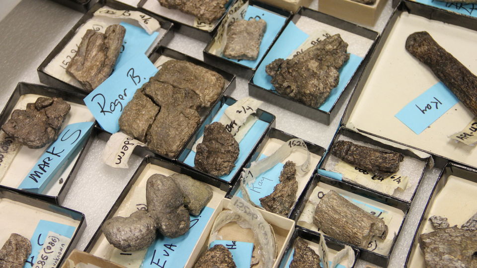 Trays of fossils with labels