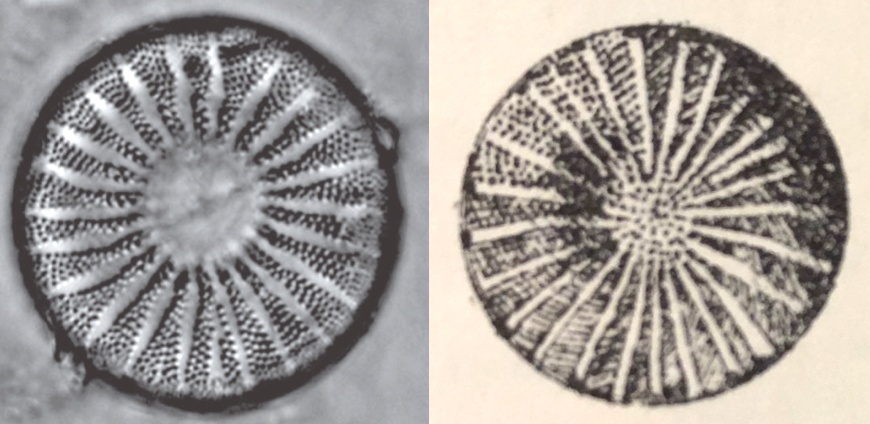 Microscope images of a fossil