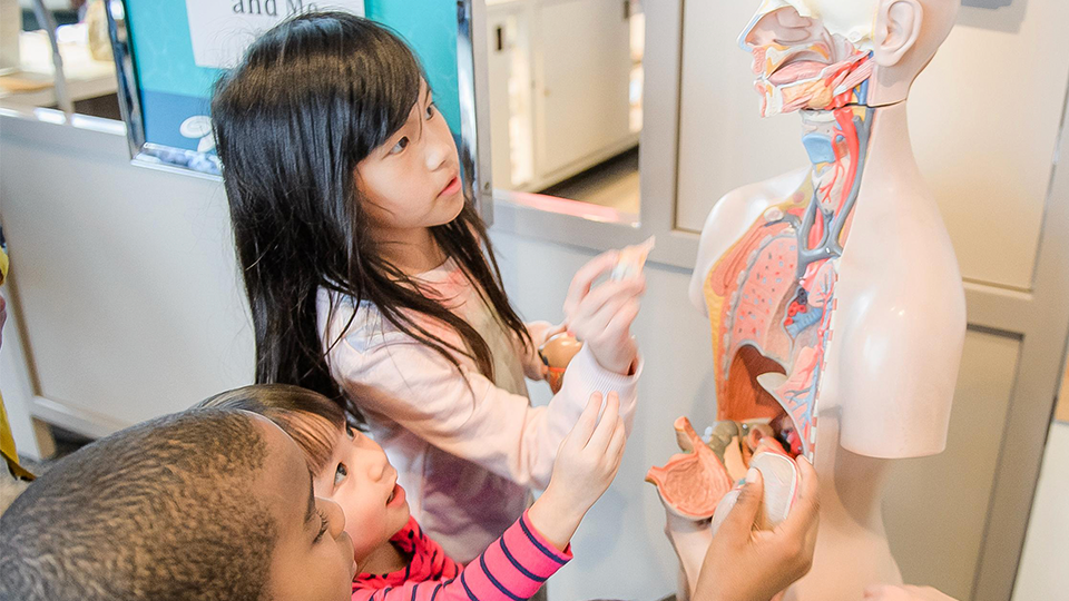 A photo of children putting fake human body organs into a fake model at the science museum.