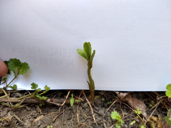 A small sapling growing 