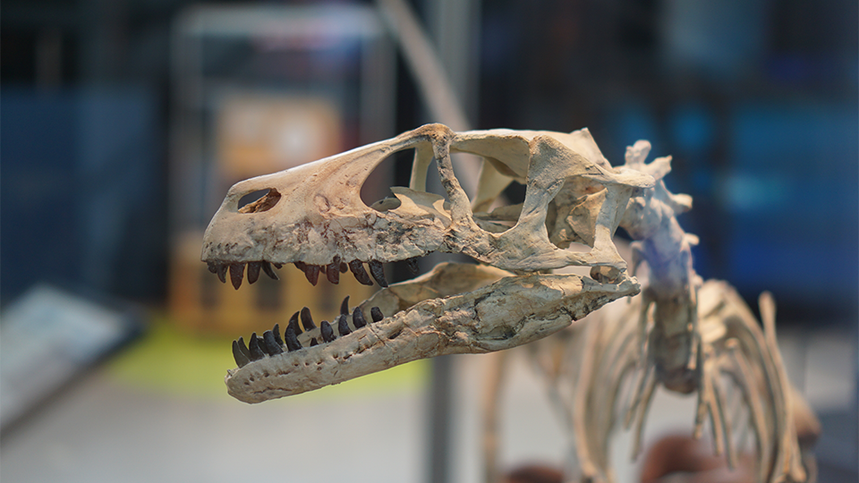 Close-up photo of a dinosaur skull