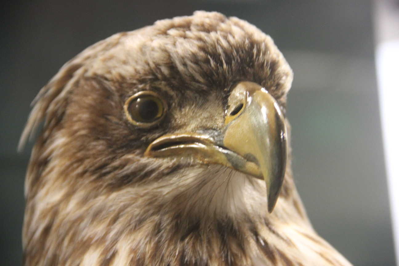 Close up of a brown and ivory taxidermied bald eagle