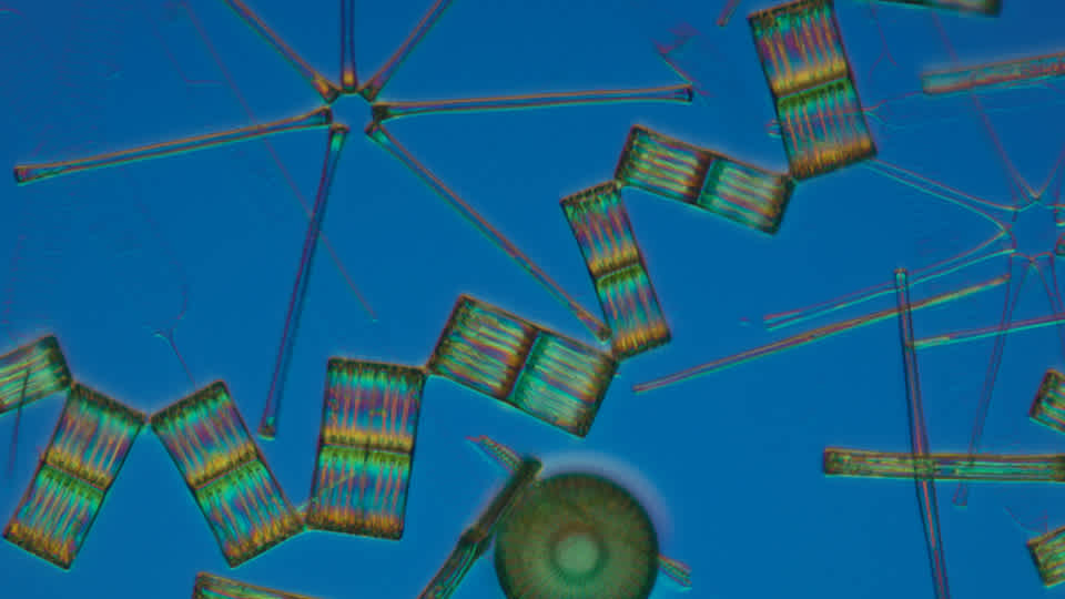 Microscope image of diatoms