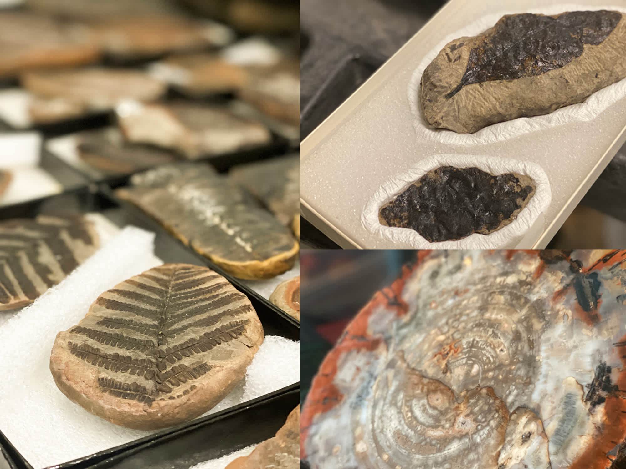 Multiple plant fossils from the Science Museum paleontology collection