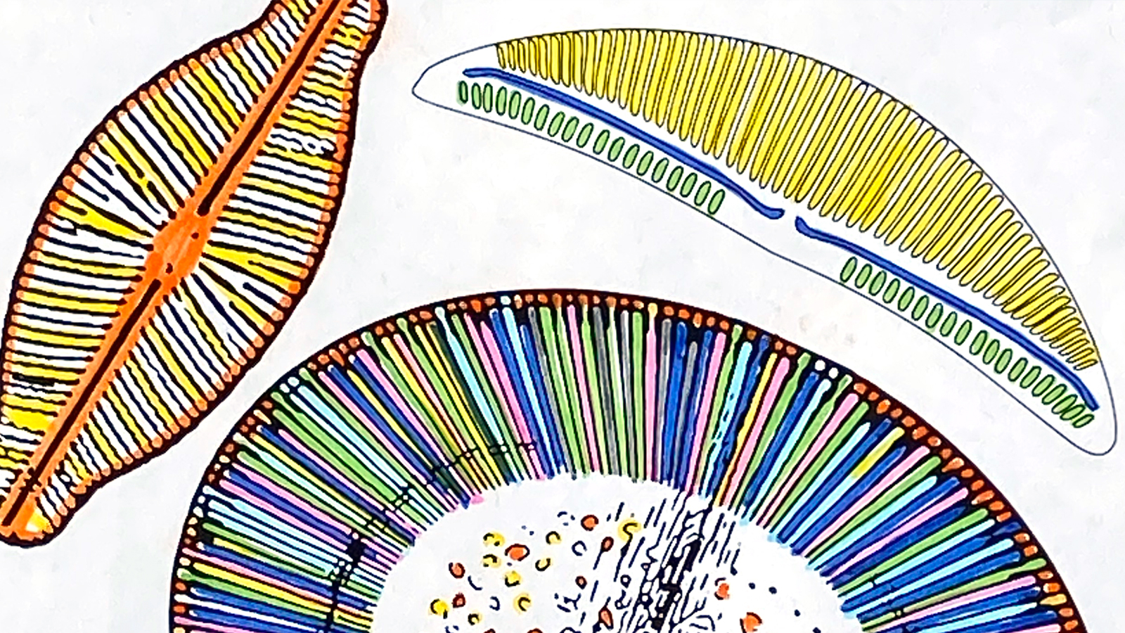 A drawing of a diatom.  