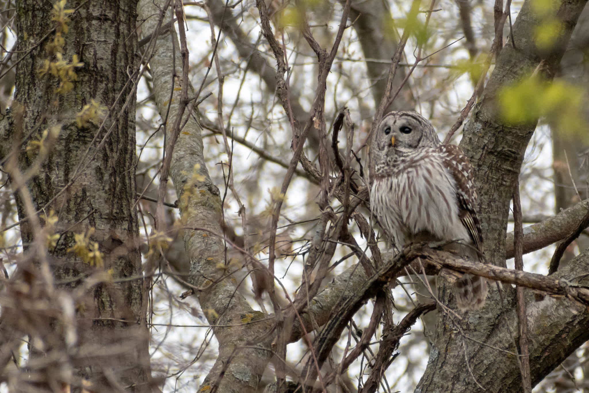 Brown and grey barred owl on a branch

If you pay close attention, you may see barred owls perched in trees during the daytime, or hear them hooting at night, which many people say sounds like “Who cooks for you?” (krengeseth/iNaturalist)