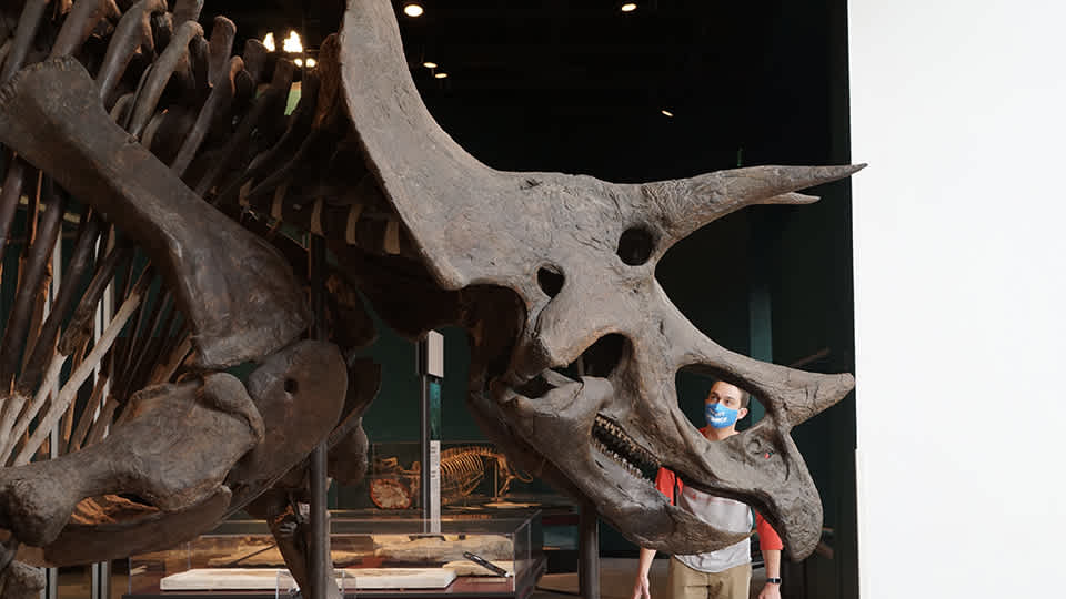Dr. Alex Hastings peers through the skull of a triceratops. 
