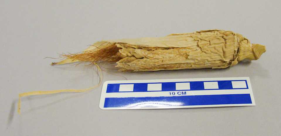 collections/objects/corn-cob-a2007-6-11c