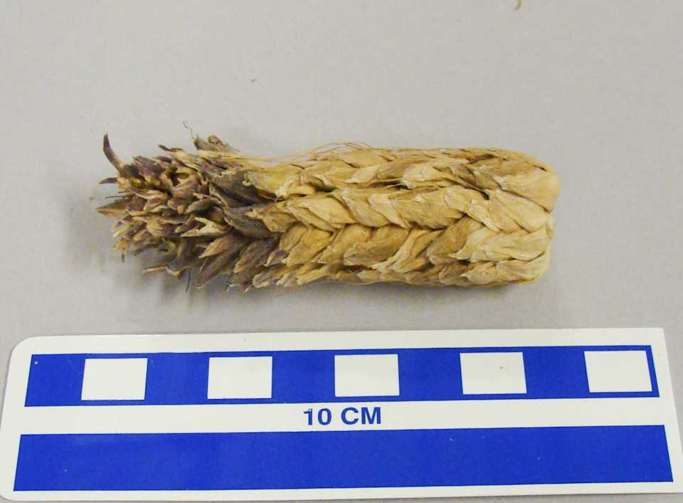 collections/objects/corn-cob-a2007-6-11d