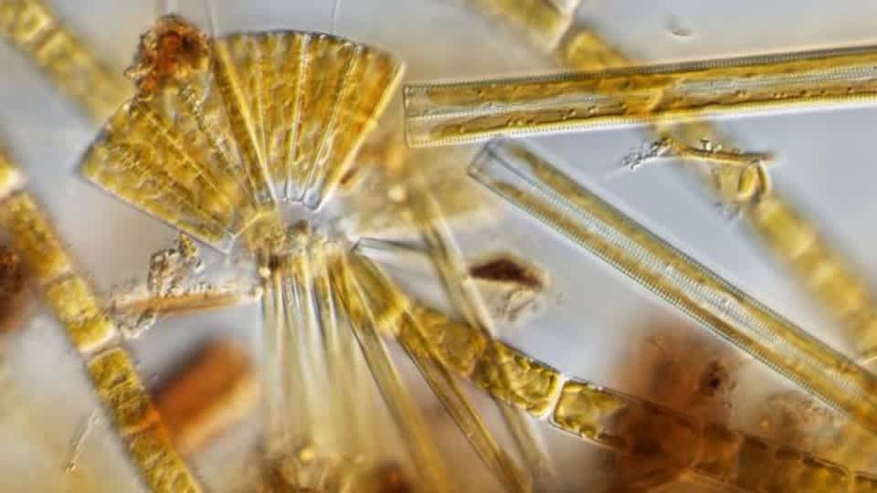 Diatoms from Spring Creek, May 2015: photo by Mark Edlund