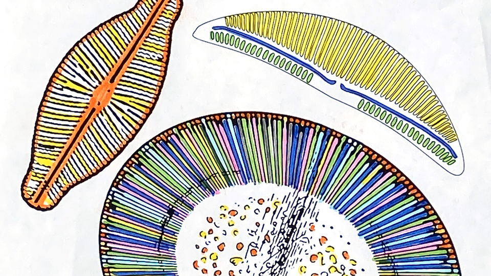 Colorful diatoms 