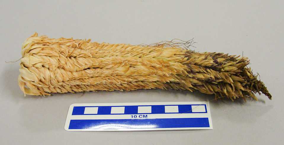 collections/objects/corn-cob-a2007-6-11b