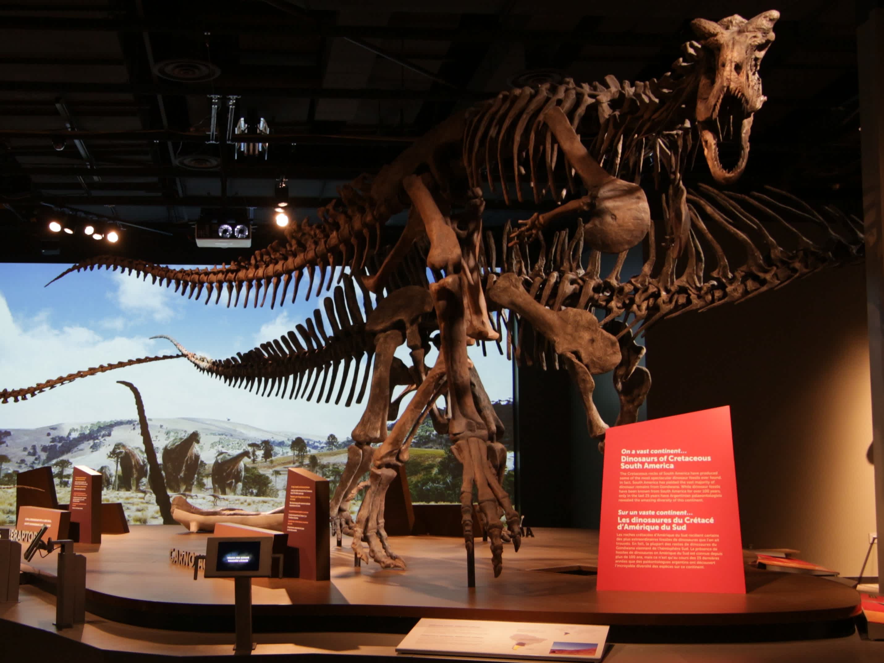 Image of Carnotaurus Fossil in Ultimate Dinosaurs exhibit