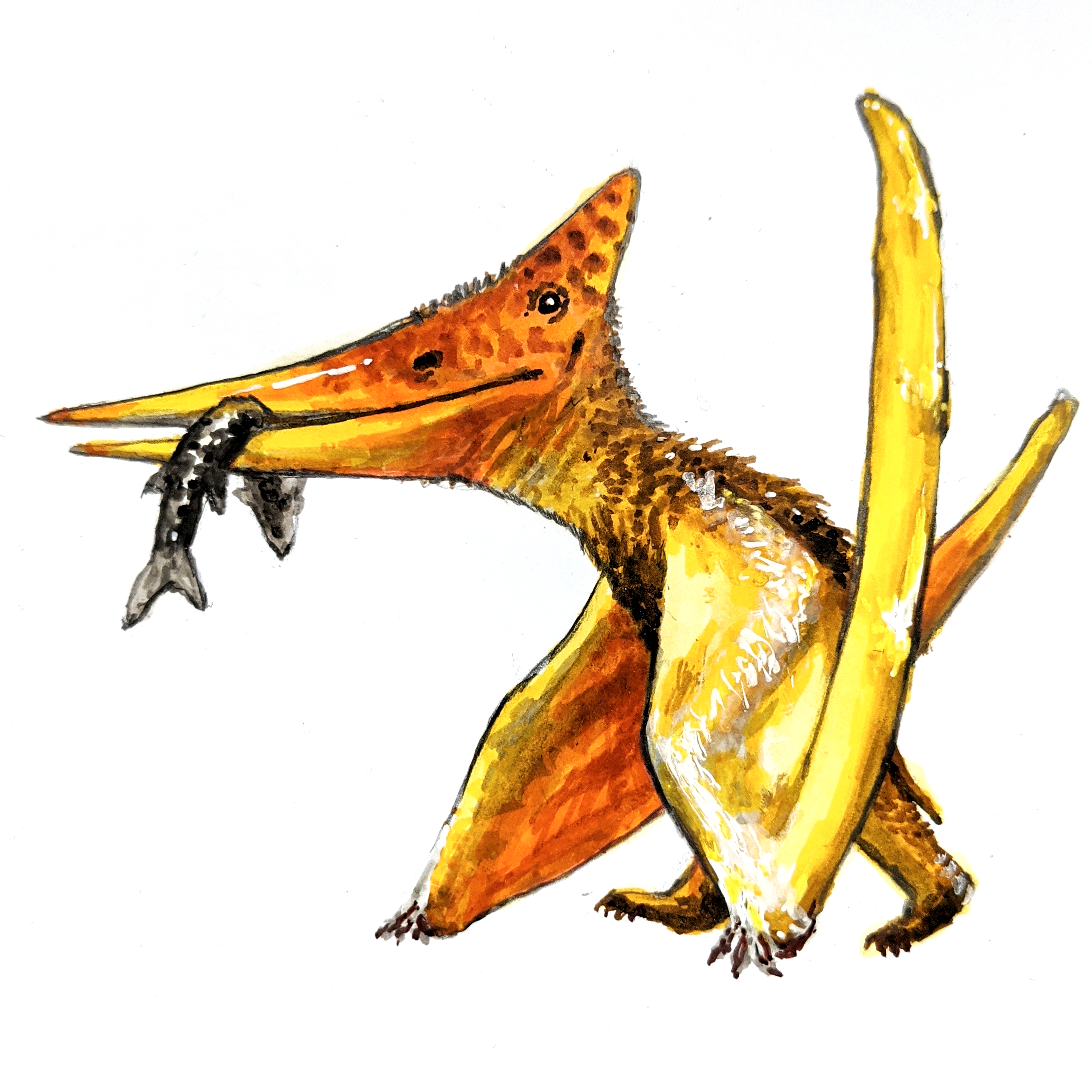 Orange and yellow Pteranodon, an ancient reptile