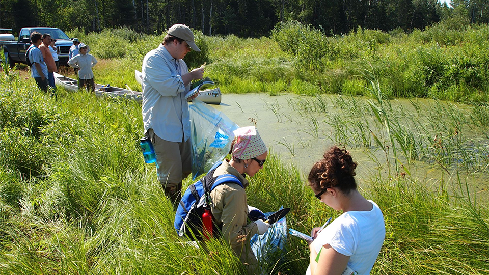 Research scientists performing research next to wild rice fields. 