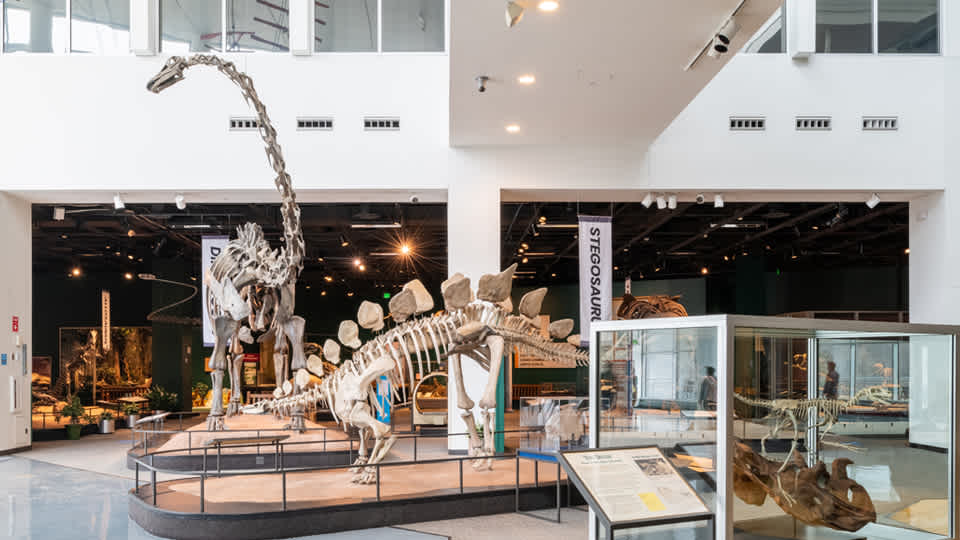 Dinosaur and Fossils gallery featuring the Diplodocus and Triceratops