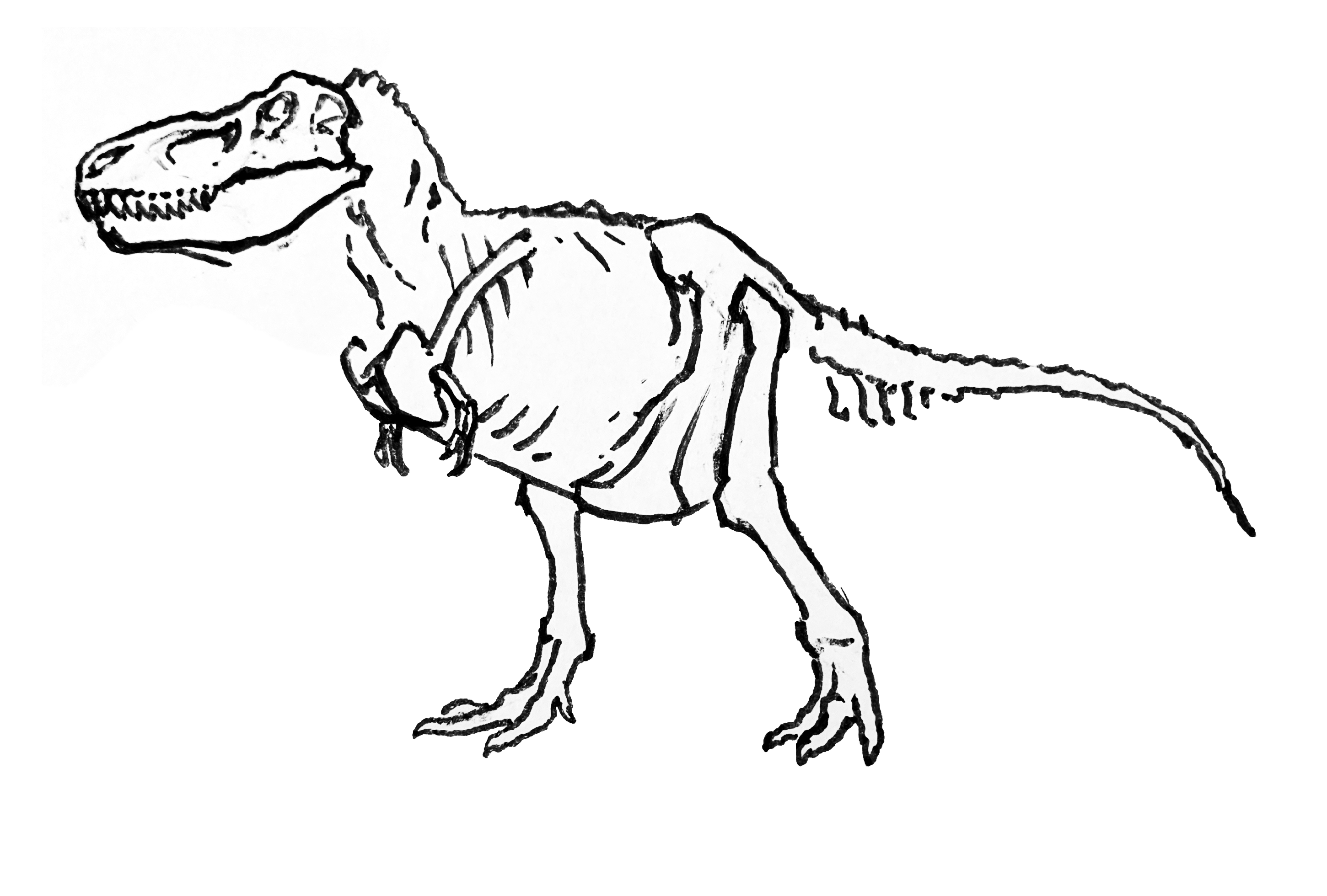 How to draw a Tyrannosaurus rex dinosaur