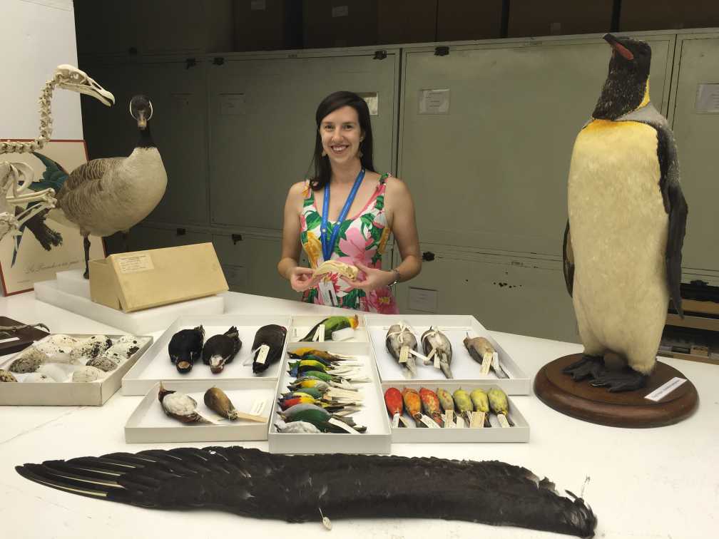 Dr. Catherine Early showcasing several types of bird specimens