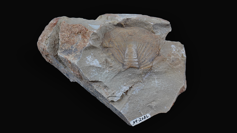 Dikelocephalus minnesotensis (Trilobite) fossil