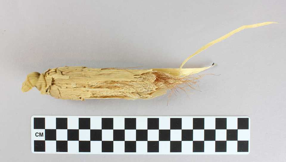 collections/objects/corn-cob-a2007-6-11c