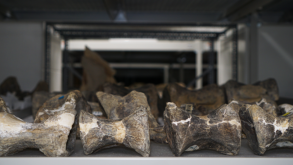 Vertebrae bones from a dinosaur on display. 