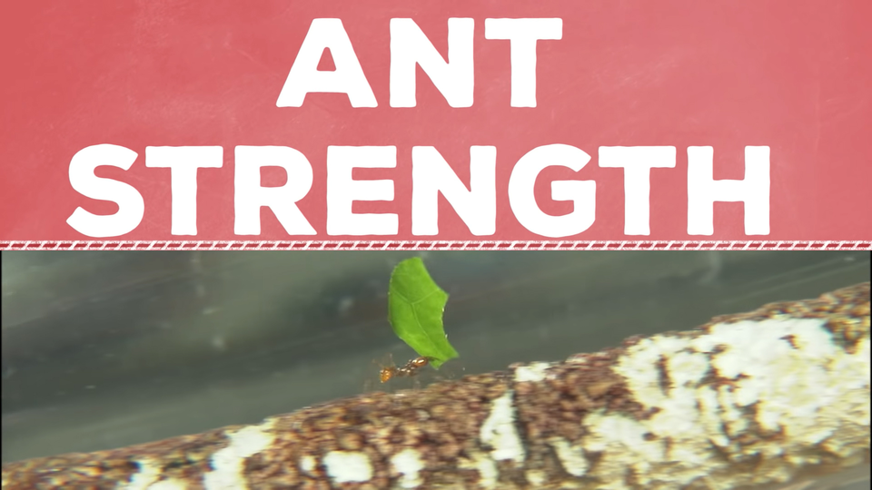 Ant carrying a leaf with the title 'ant strength'
