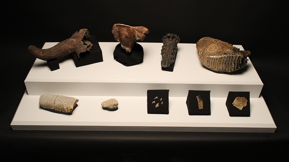 A display featuring all 8 fossil candidates for the Minnesota State Fossil contest. 
