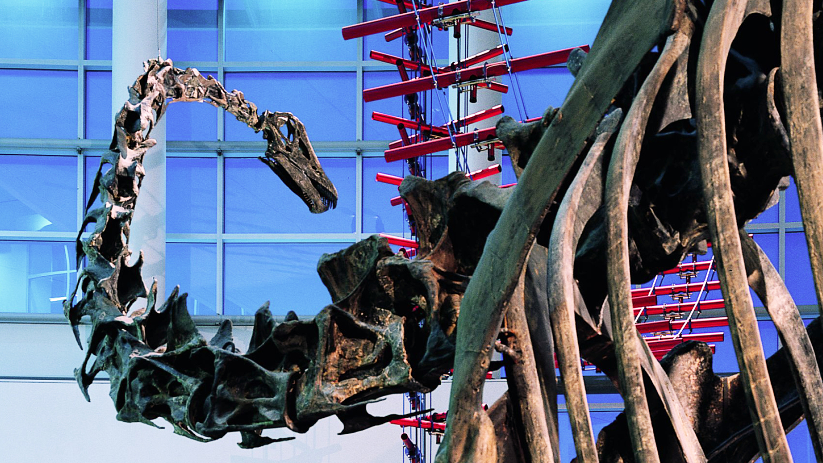 Skeleton of a dinosaur in the museum. 