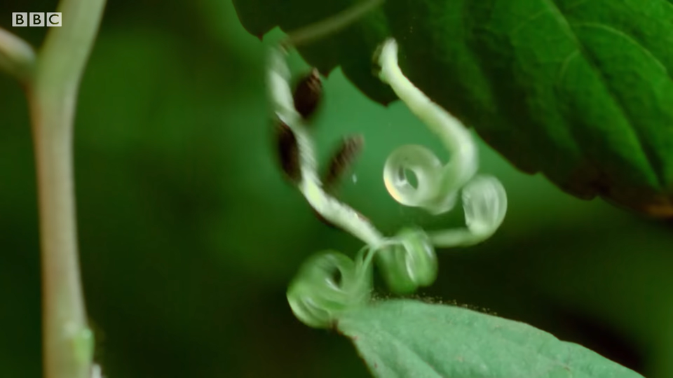 Close up photo of a bug on a leaf