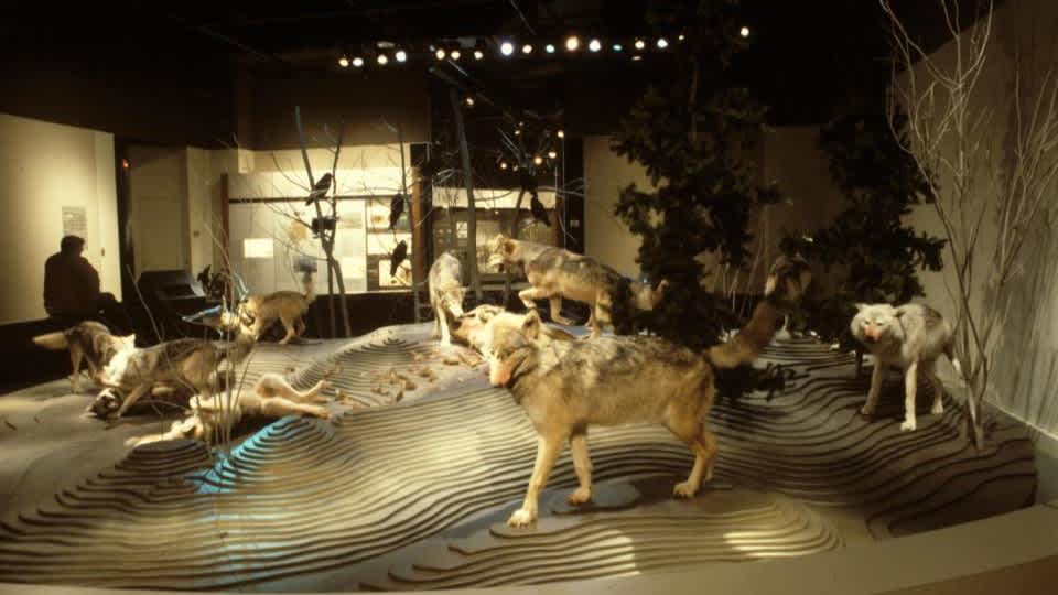 Wolves and Humans exhibit 