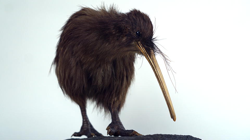 A kiwi specimen. 